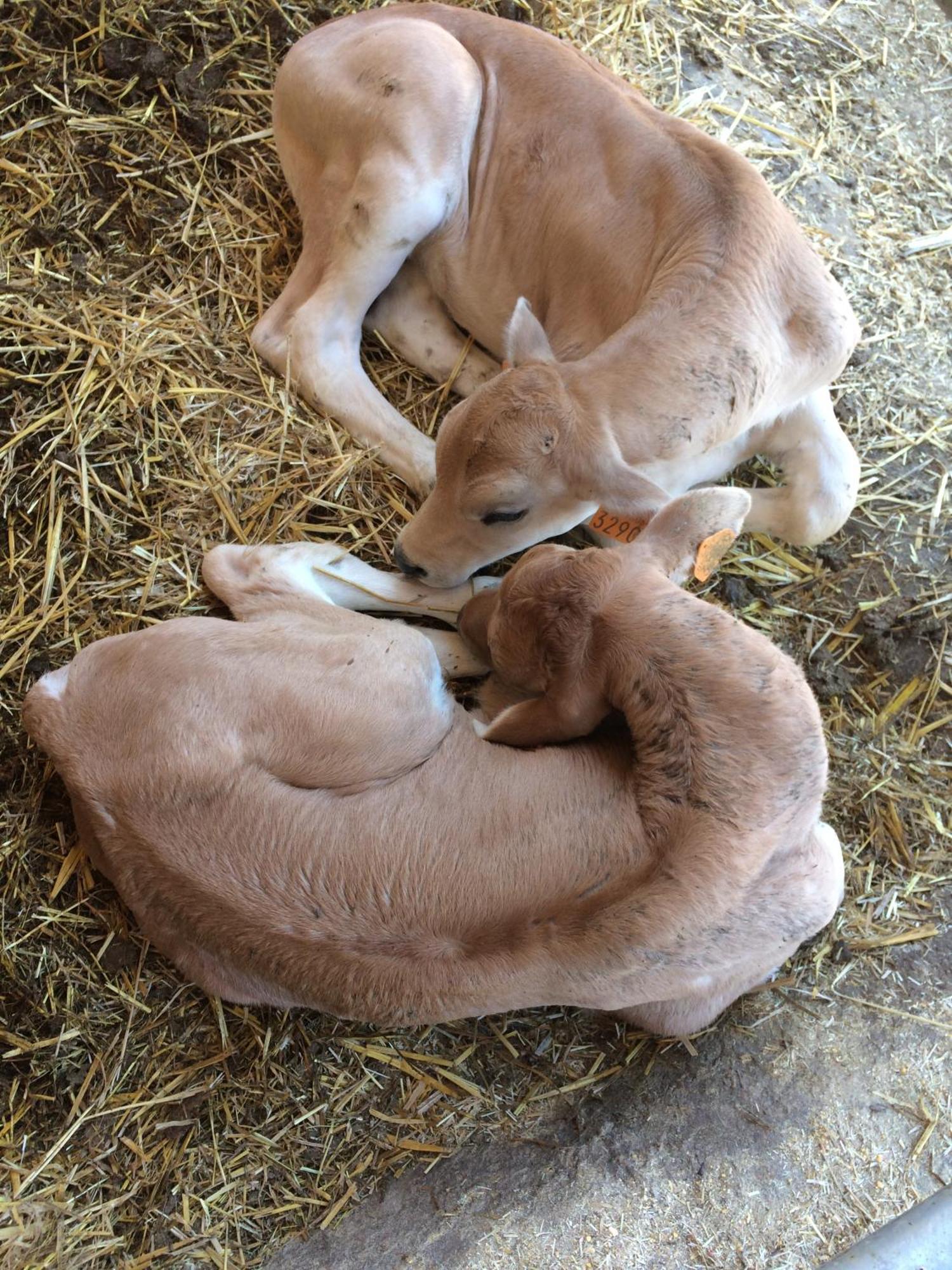 Tenuta La Fratta Sinalunga Zewnętrze zdjęcie
